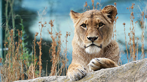 Placeholder image
